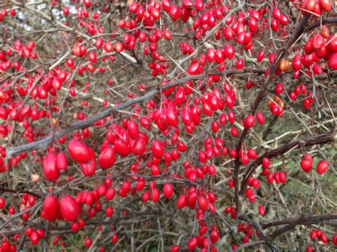 burberry fruits|what is berberis vulgaris.